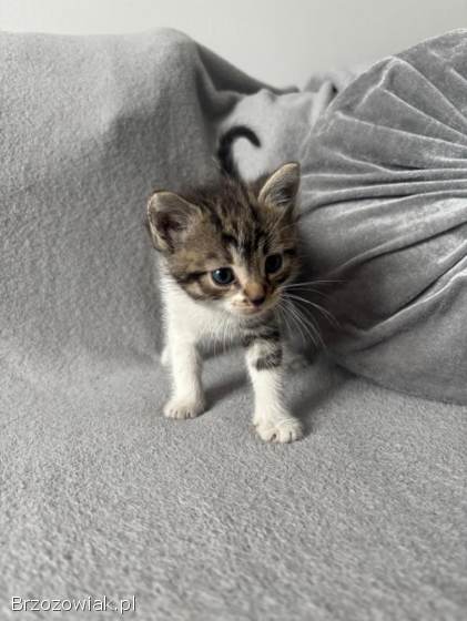 Oddam kotki w dobre ręce