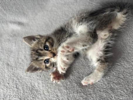 Oddam kotki w dobre ręce