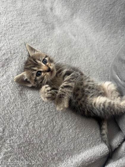 Oddam kotki w dobre ręce