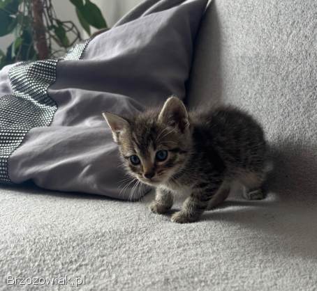 Oddam kotki w dobre ręce