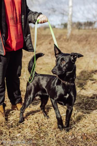 Megan -  pies ideał szuka kochającego domu!