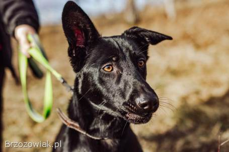Megan -  pies ideał szuka kochającego domu!