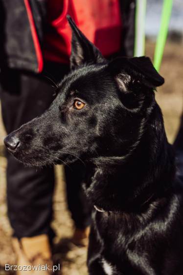 Megan -  pies ideał szuka kochającego domu!