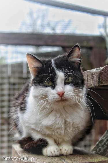 Furka -  młoda kocia indywidualistka szuka domu!