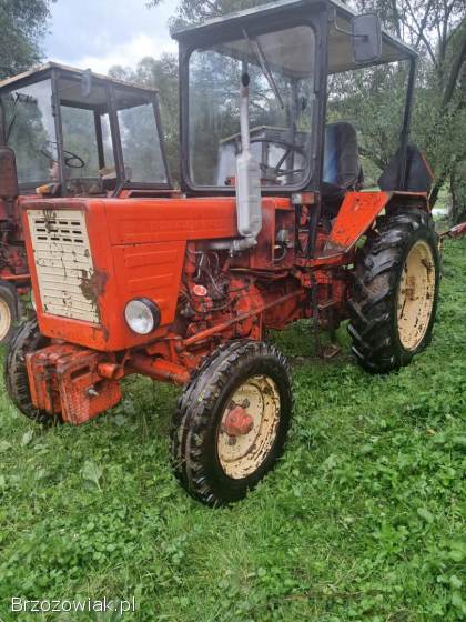 Sprzedam władymirca