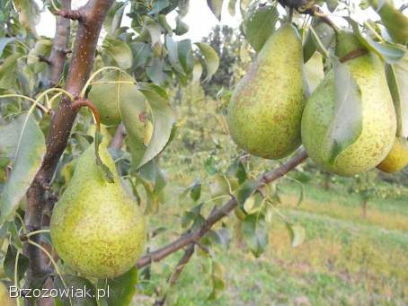 BRZOSKWINIE,  NEKTARYNY,  ŚLIWKI I GRUSZKI -  OD 5 DO 8 ZŁ/KG