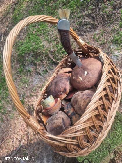 Grzyby Borowik maślak podgrzybek 2025