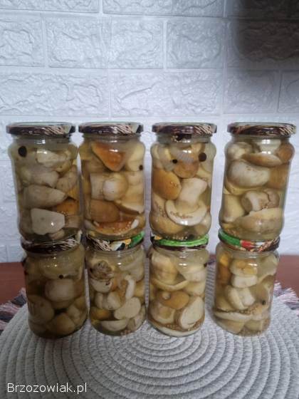 Grzyby Borowik maślak podgrzybek 2025