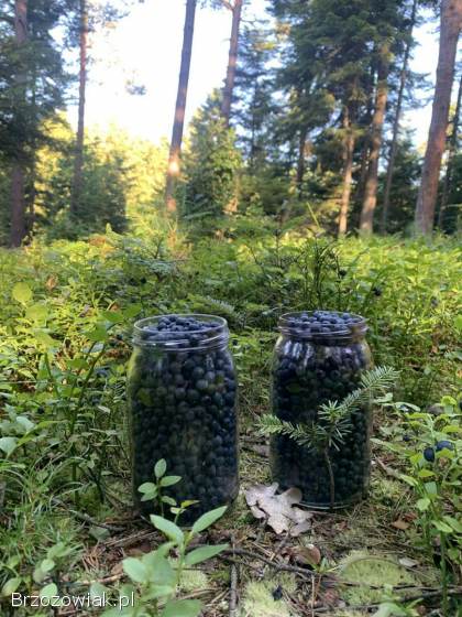 Grzyby Borowik maślak podgrzybek 2025