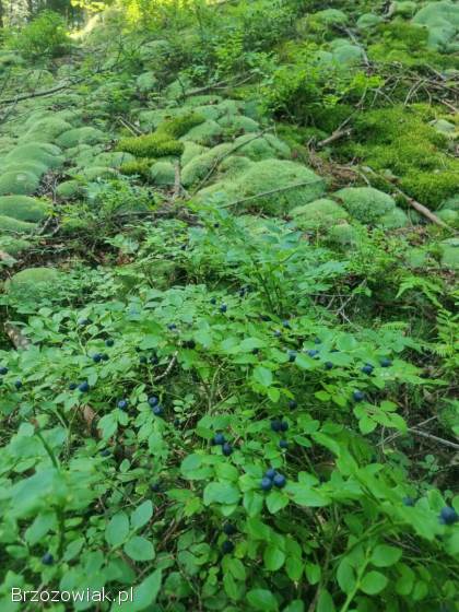 Grzyby Borowik maślak podgrzybek 2025