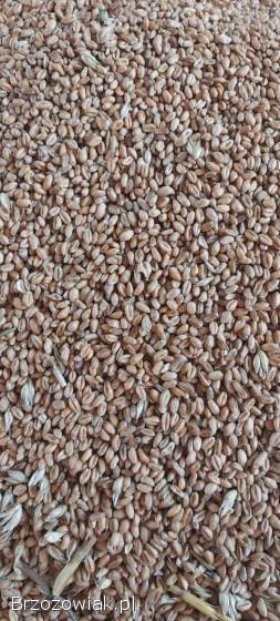 Pszenica tegoroczna 2025