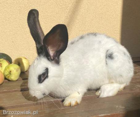 Sprzedam królika samiec