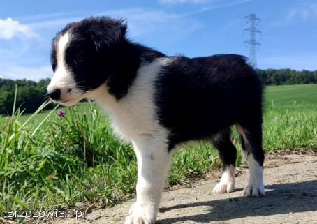 Szczeniak BORDER COLLIE z Hodowli -  Rasowy pies z pełną dok.