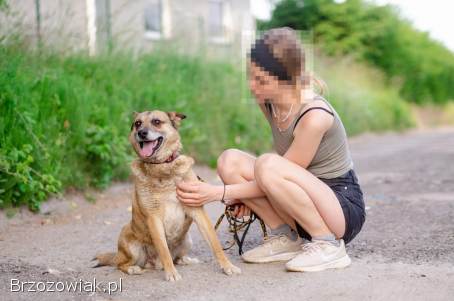 Tores -  łagodny,  przyjazny psiaczek za kratami,  pomocy!