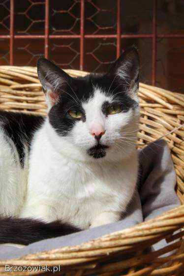 Alpro -  młody,  delikatny koteczek szuka domu!