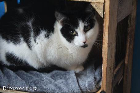 Alpro -  młody,  delikatny koteczek szuka domu!