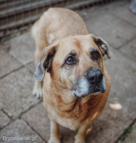 Suzi -  domowa suczka szuka domu po śmierci opiekuna