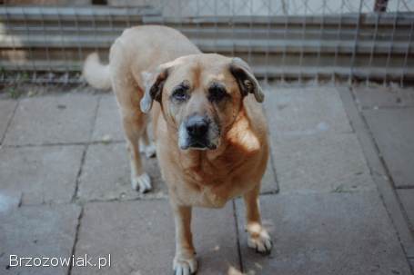 Suzi -  domowa suczka szuka domu po śmierci opiekuna