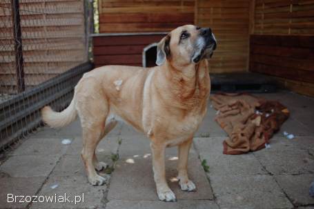 Suzi -  domowa suczka szuka domu po śmierci opiekuna