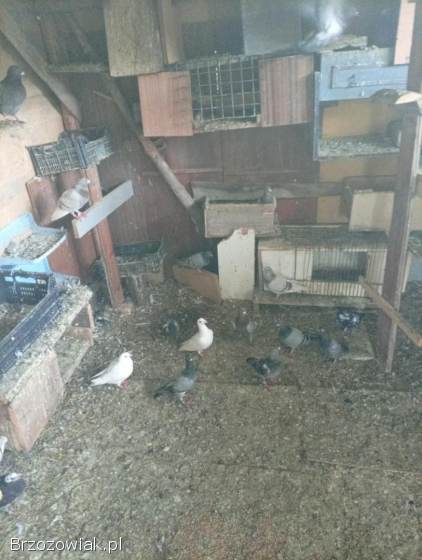 Golebie pocztowe i staropolskie