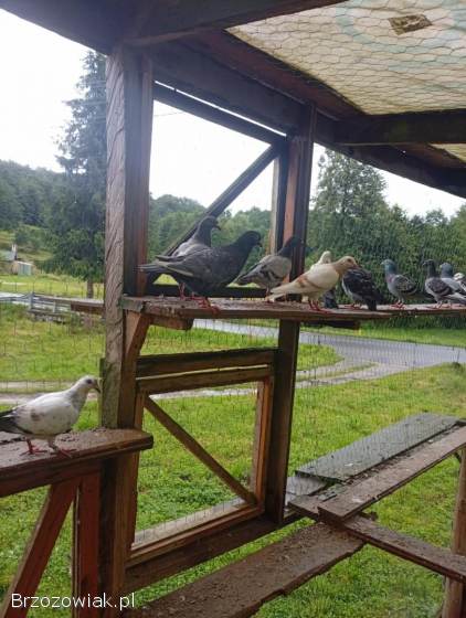 Golebie pocztowe i staropolskie