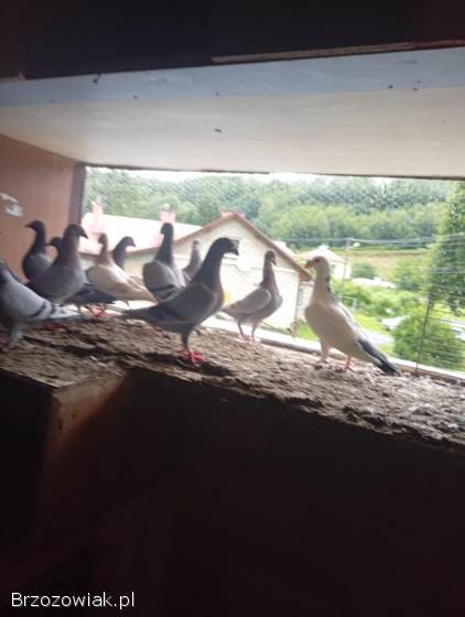 Golebie pocztowe i staropolskie