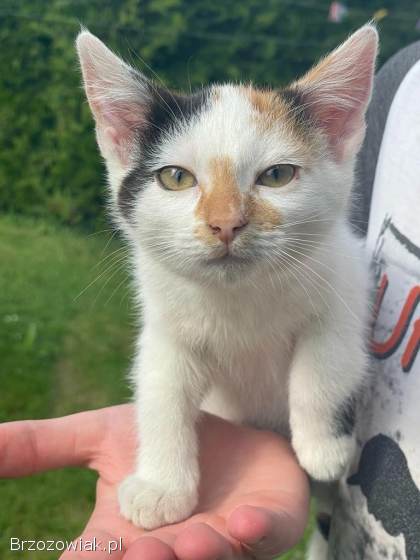 Oddam kotki w dobre ręce!