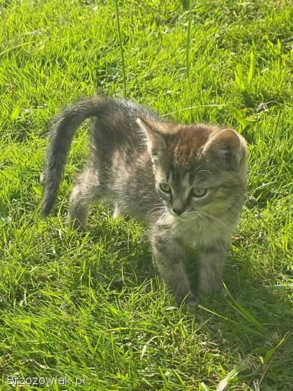 Oddam kotki w dobre ręce!