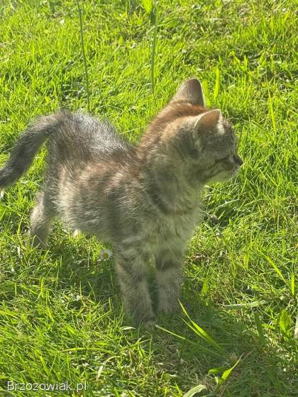 Oddam kotki w dobre ręce!