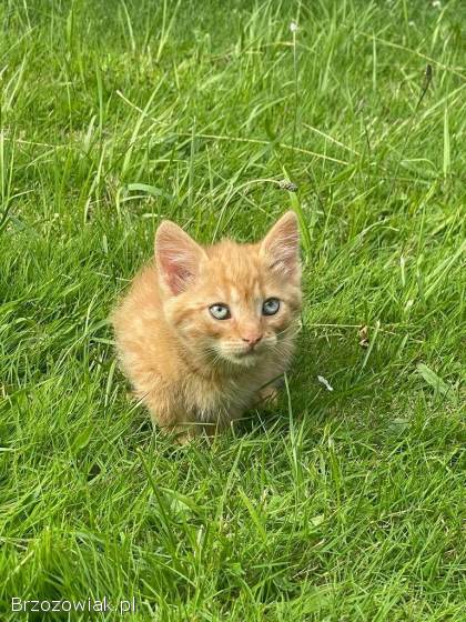 Oddam kotki w dobre ręce!