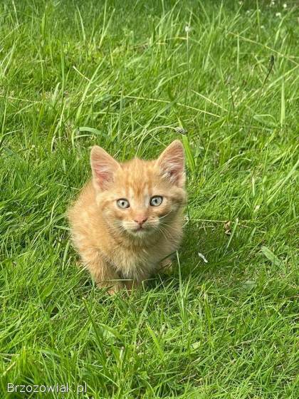 Oddam kotki w dobre ręce!