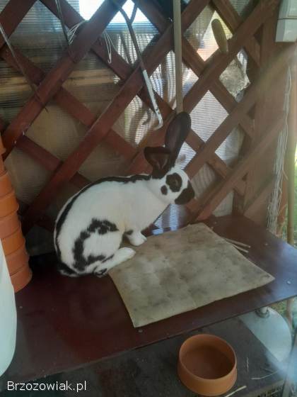 Srokacze niemieckie czarne