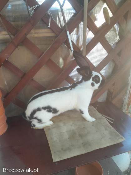 Srokacze niemieckie czarne