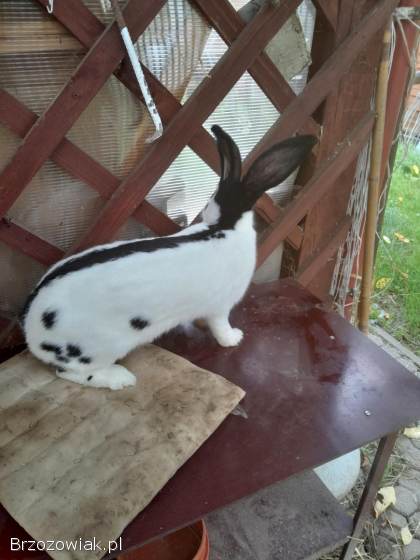 Srokacze niemieckie czarne