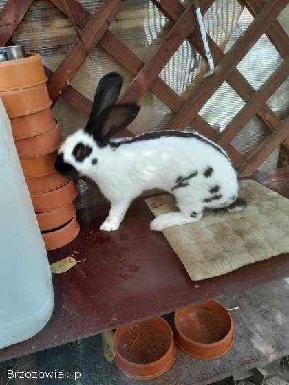 Srokacze niemieckie czarne