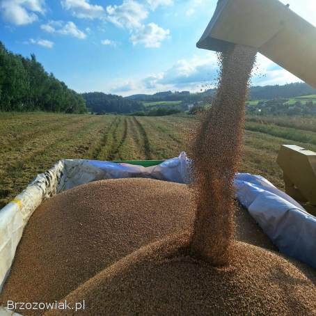 Sprzedam pszenicę