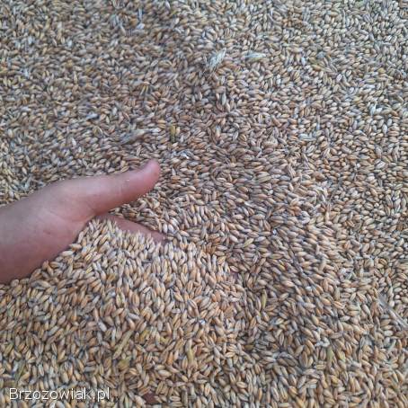 Sprzedam pszenicę