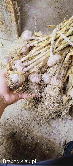 Czosnek z własnej uprawy