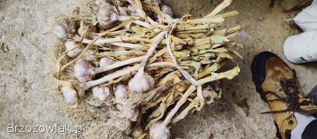 Czosnek z własnej uprawy