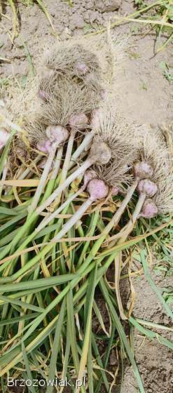 Czosnek z własnej uprawy