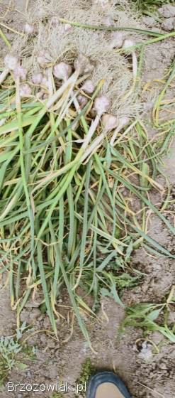 Czosnek z własnej uprawy