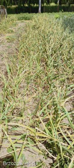 Czosnek z własnej uprawy