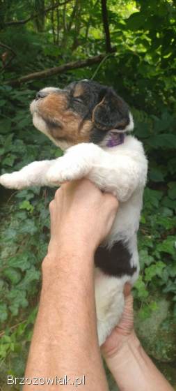 Foksterier pies,  szczeniak samodzielny foxterier,  polujące rodzice