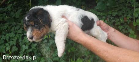 Foksterier pies,  szczeniak samodzielny foxterier,  polujące rodzice