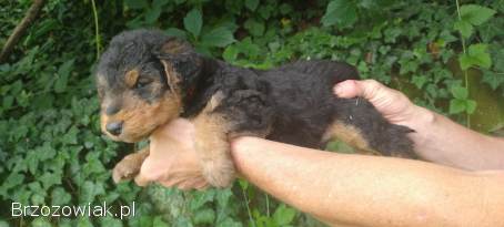 Foksterier terier szorstkowłosy pies myśliwski