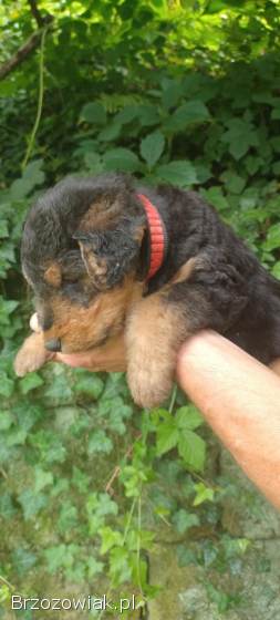 Foksterier terier szorstkowłosy pies myśliwski