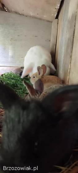 Królica z młodymi