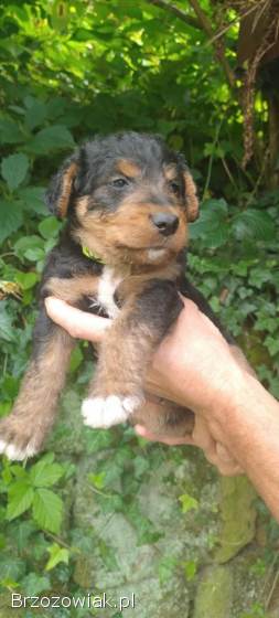 Foksterier terier walijski foxterier szorstkowłosy pies