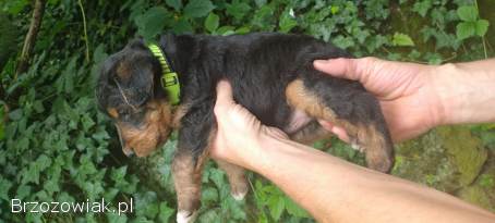 Foksterier terier walijski foxterier szorstkowłosy pies