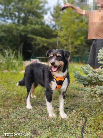 Kacper -  wychowany,  przyjazny terierek szuka domu